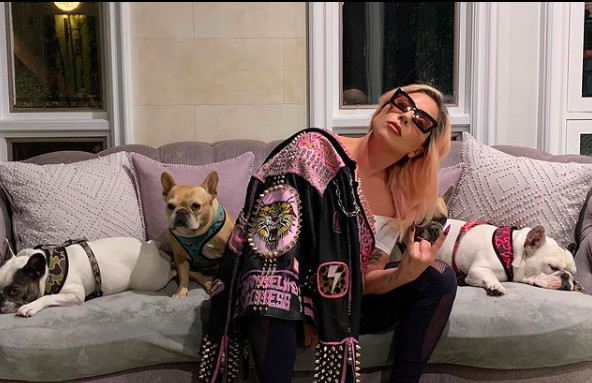 Lady Gaga offre 500 000$ pour récupérer ses chiens kidnappés