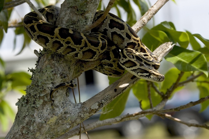 Un python avale une mère de 4 enfants