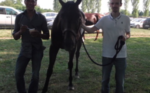 Dans les écuries de l'hippodrome de Montier - en - Der