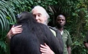 L'incroyable video du chimpanzé rescapé et de Jane Goodall