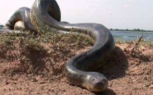 L'histoire de l'anaconda tourne au ridicule!