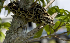Un python avale une mère de 4 enfants
