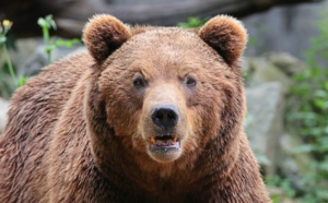 Une attaque mortelle d'ours en Roumanie sur une randonneuse